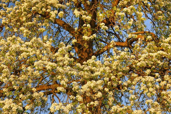 Abstract cutout of blossoming pear tree at sunset in spring