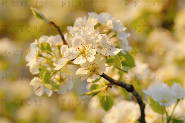 Close up of pear tree blossoms in spring