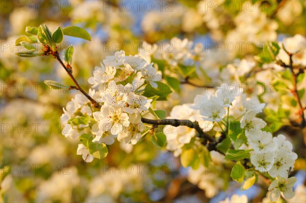 Close up of pear tree blossoms in spring