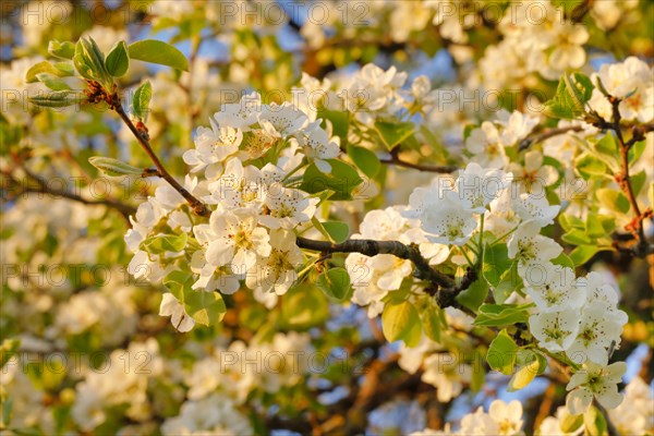 Close up of pear tree blossoms in spring