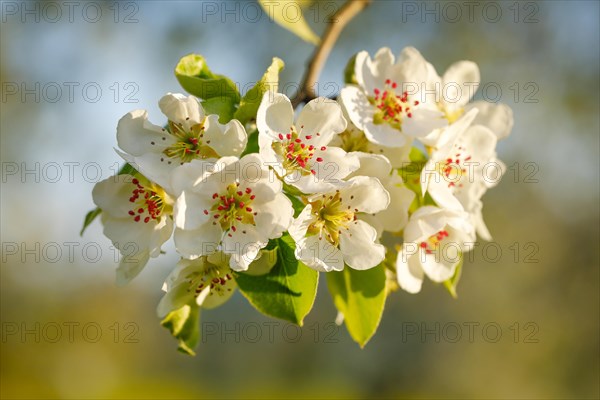 Close up of pear tree blossoms in spring