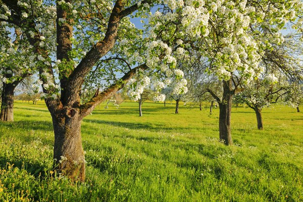 Flowering pear trees in spring in the evening light