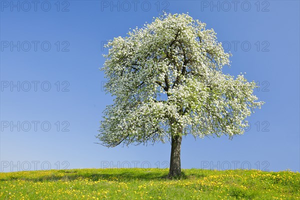 Solitary tree