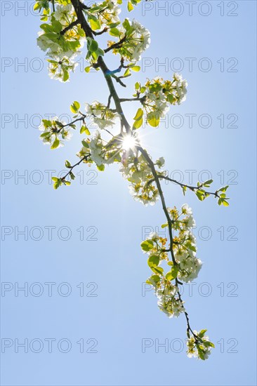 Close up of pear tree blossoms in spring