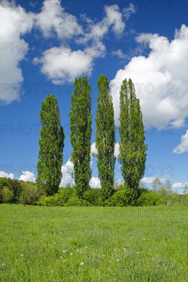 Four large poplars in green meadow under cloudy sky in sunshine