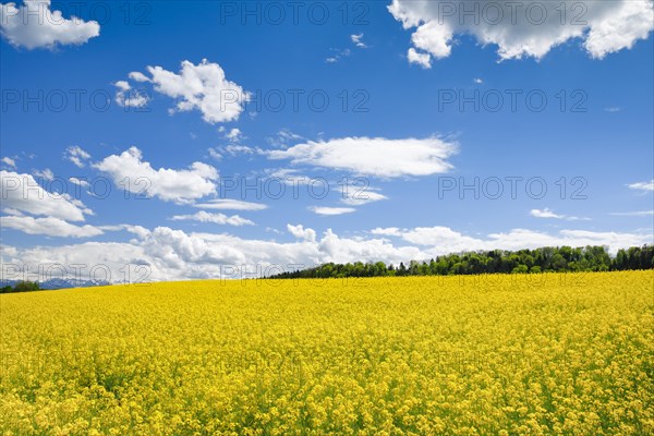 Rape field in bloom under blue sky