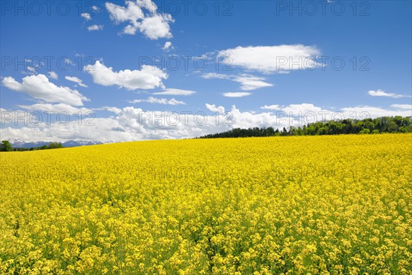 Rape field in bloom under blue sky