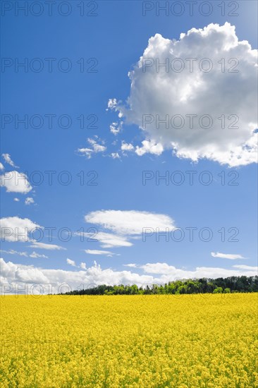 Rape field in bloom under blue sky