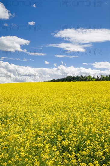 Rape field in bloom under blue sky