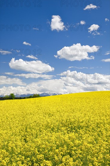 Rape field in bloom under blue sky