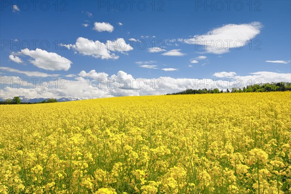 Rape field in bloom under blue sky