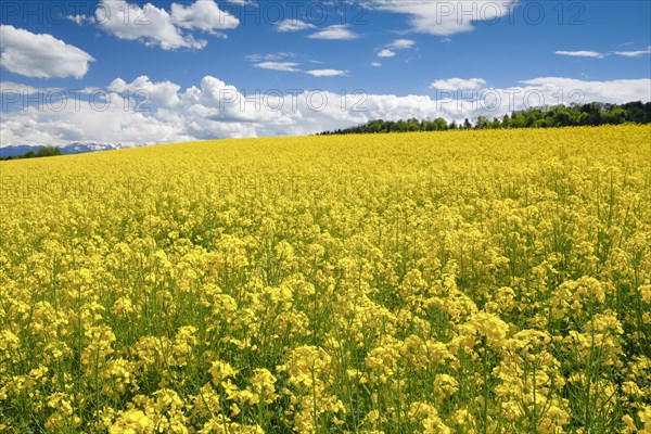 Rape field in bloom under blue sky