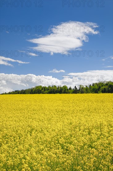 Rape field in bloom under blue sky