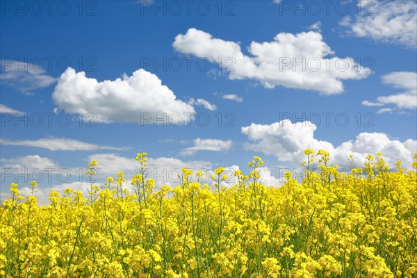 Rape field in bloom under blue sky