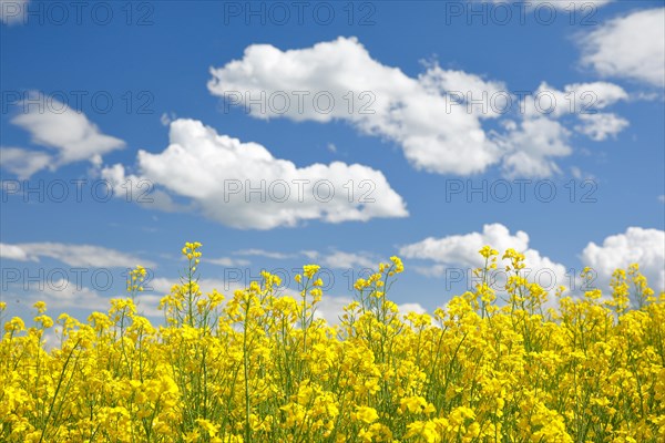 Rape field in bloom under blue sky