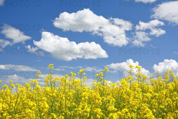 Rape field in bloom under blue sky