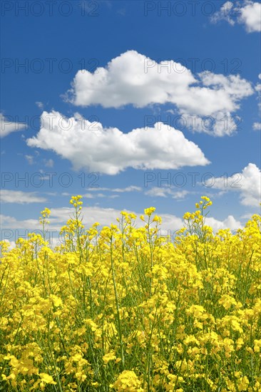 Rape field in bloom under blue sky