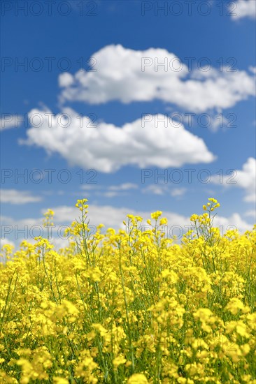 Rape field in bloom under blue sky
