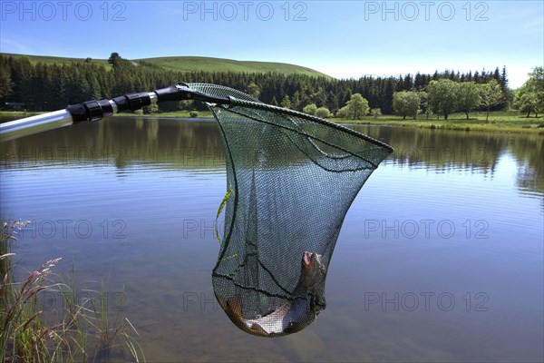 Trout fish in a fishing net in a lake on Cezallier plateau