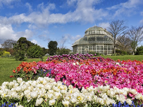 Different coloured tulip beds in front of Victorian greenhouse