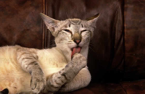 Siamese house cat grooming