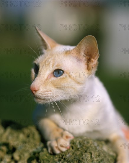 Cream Point Siamese House Cat Laying