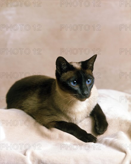 Seal Point Siamese Domestic Cat