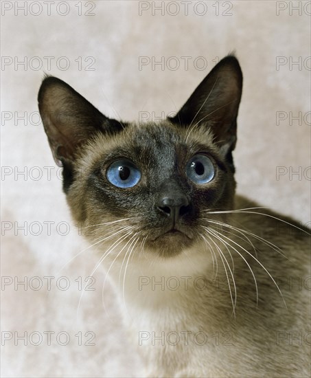 Seal Point Siamese domestic cat