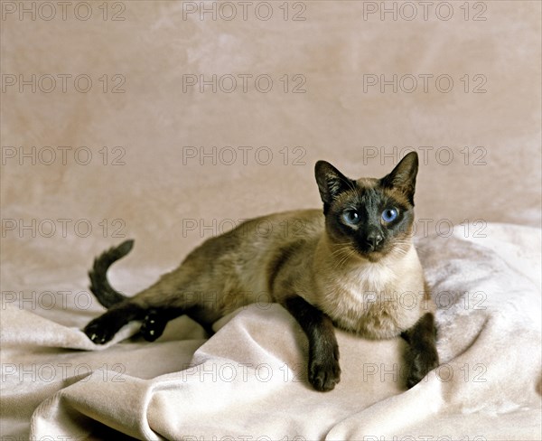 Seal Point Siamese domestic cat