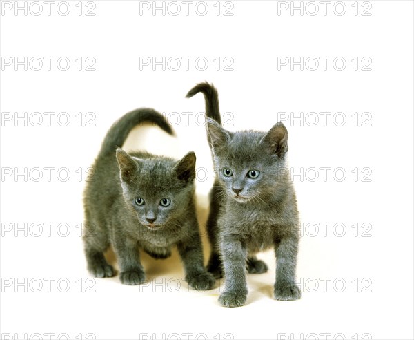 Chartreux domestic cat