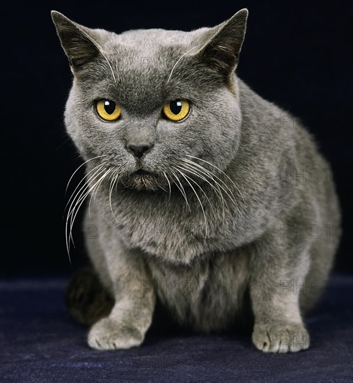 Chartreux house cat against black background