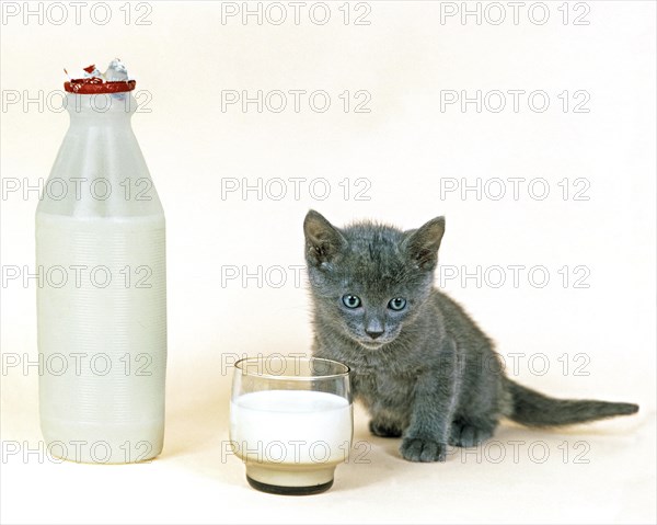 Chartreux domestic cat