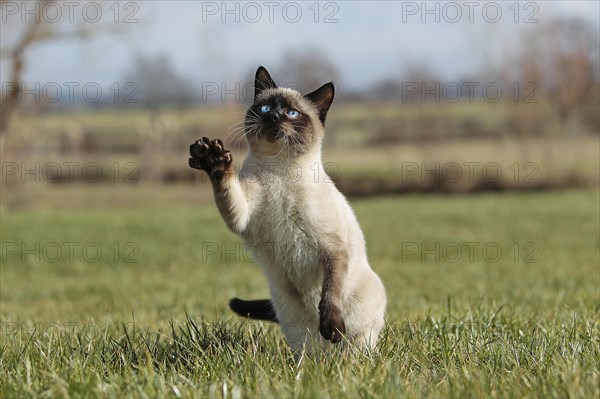 SEAL POINT SIAMESE HOUSE CAT