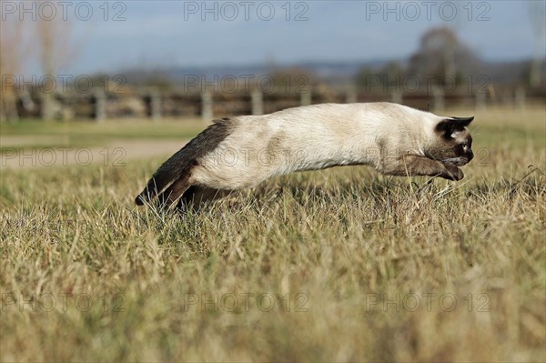 SEAL POINT SIAMESE DOMESTIC CAT