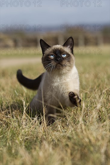 SEAL POINT SIAMESE DOMESTIC CAT