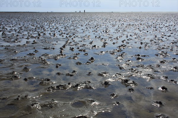 Wadden Sea in the North Sea