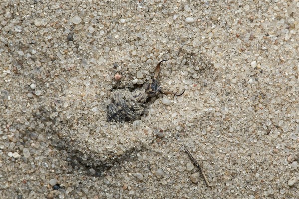 Ant lion in sand