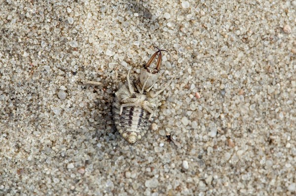 Ant lion in sand