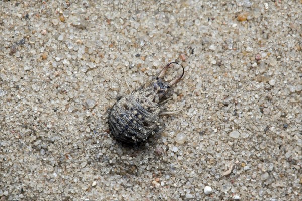 Ant lion in sand