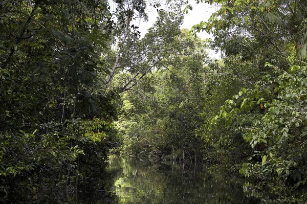 River and forest in the Orinoco Delta