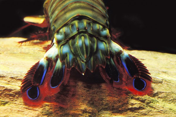 Clown mantis shrimp