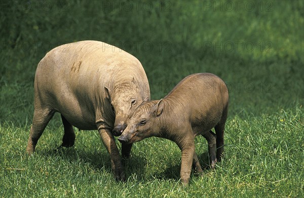 Deer boars