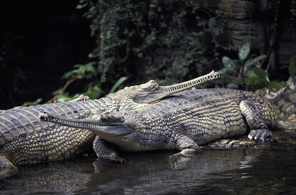 Gavial or Charial (gavialis gangeticus)