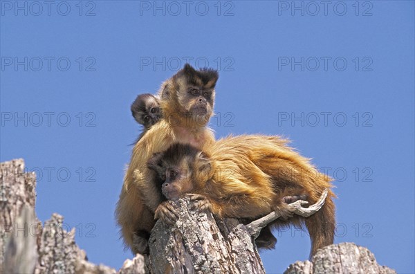 Black Capped Capuchin (cebus apella)