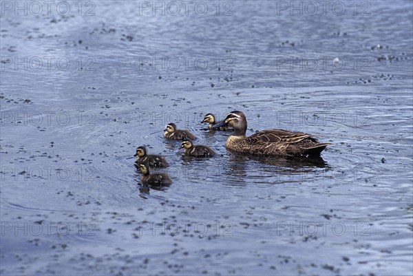 Pacific Black Duck (anas superciliosa)