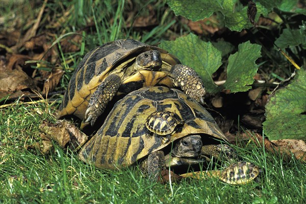 Hermann's Tortoise (testudo hermanni)