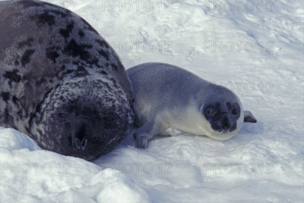 Hooded Seal (cystophora cristata)