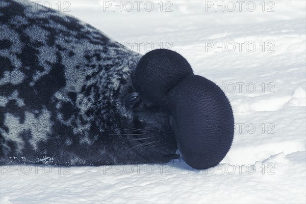 Hooded Seal (cystophora cristata)