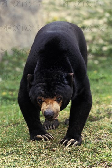 Malayan Sun Bear (helarctos malayanus)