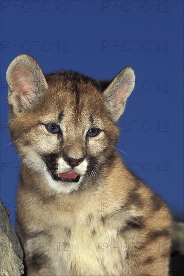 Cougar (Cougar concolor)